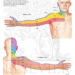 Dermatomes Of Upper Limb Patient Education Physical Therapy