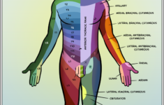 dermatomes physical therapist assistant physical therapy assistant Dermatomes Physical Therapist Assistant Physical Therapy Assistant