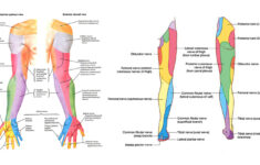 dermatomes what are they dr michael a castillo md 3 Dermatomes What Are They Dr Michael A Castillo MD