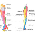 Dermatomes What Are They Dr Michael A Castillo MD