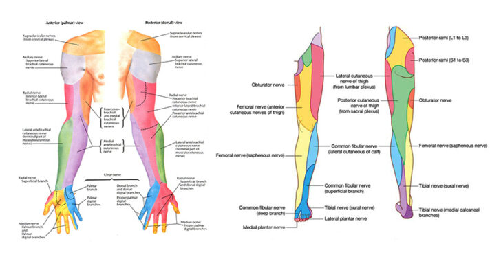 Dermatome Map Feet
