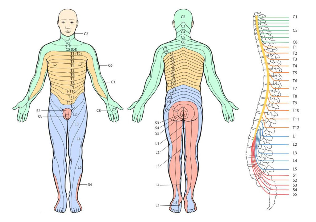 Easiest Way To Remember Dermatomes Faculty Of Medicine | Dermatome Map