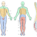 Easiest Way To Remember Dermatomes Faculty Of Medicine