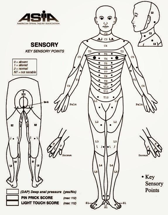 Asia Dermatome Map  Dermatome Map