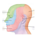 Facial Nerve Dermatomes PurposeGames