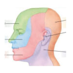 Facial Nerve Dermatomes Quiz