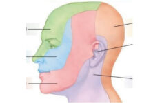Facial Nerve Dermatomes Quiz
