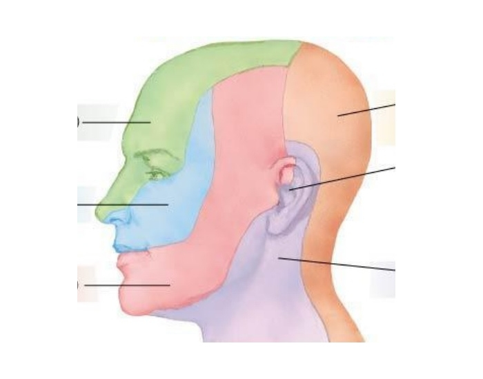 Facial Nerve Dermatomes Quiz