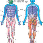 Full Size Picture Dermatome Jpg