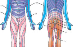 Full Size Picture Dermatome jpg