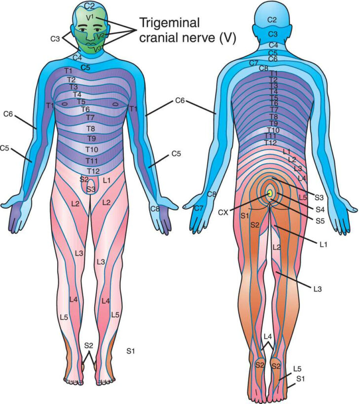 Full Size Picture Dermatome Jpg Dermatome Map