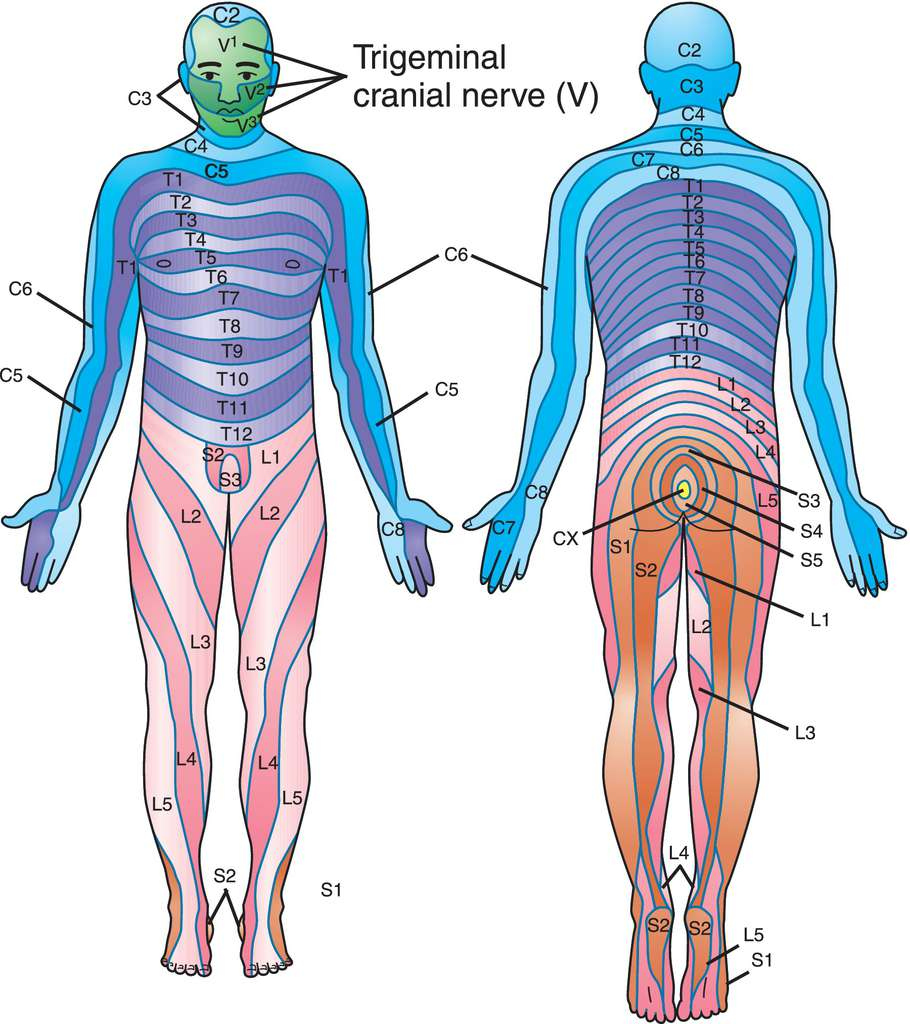 Full Size Picture Dermatome jpg