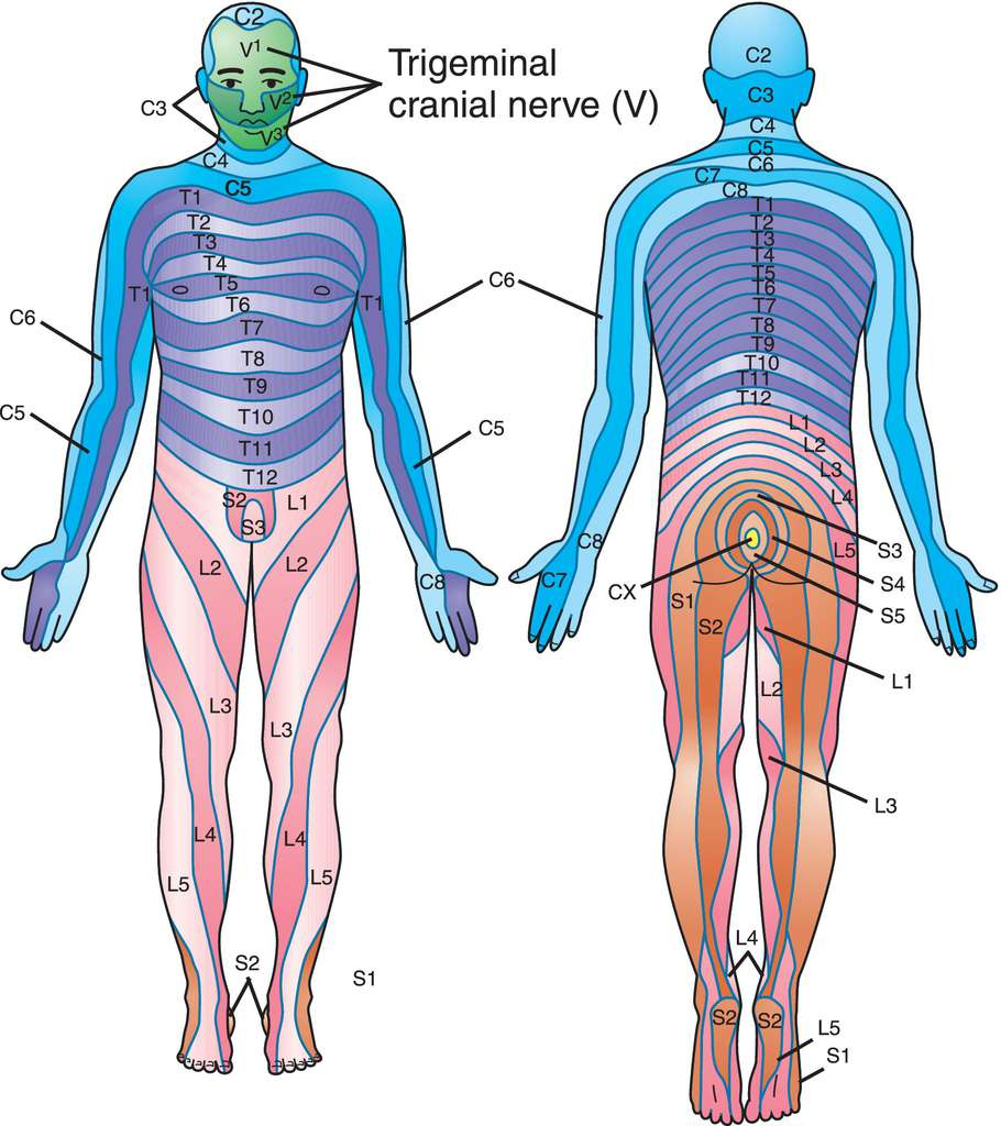 Full Size Picture Dermatome Jpg Dermatome Map Full Size Picture Dermatome Jpg Dermatome Map