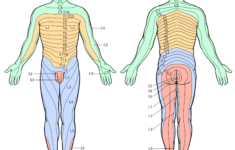 Gordelroos Herpes Zoster Huidarts