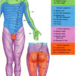 Hd Wallpapers Printable Dermatome Chart Hd87Love Cf Printable