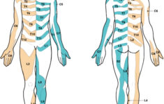 herpes zoster ophthalmicus dermatome distribution herpes free me Herpes Zoster Ophthalmicus Dermatome Distribution Herpes Free Me