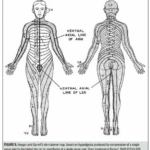 How Bad Are The Dermatomes By Tom Jesson Tom S Sciatica Newsletter