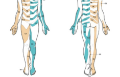 how bad are the dermatomes by tom jesson tom s sciatica newsletter 2 How Bad Are The Dermatomes By Tom Jesson Tom s Sciatica Newsletter