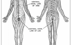 How Bad Are The Dermatomes By Tom Jesson Tom s Sciatica Newsletter