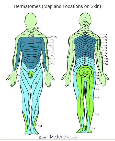 How Do Dermatomes Work Map Myotomes Vs Dermatomes