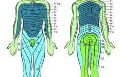 How Do Dermatomes Work Map Myotomes Vs Dermatomes Sensory Nerves