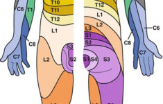 injections of the cervical thoracic and lumbar spine neupsy key Injections Of The Cervical Thoracic And Lumbar Spine Neupsy Key