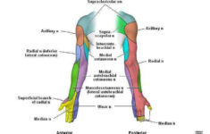 interscalene brachial plexus block brachial plexus products Interscalene Brachial Plexus Block Brachial Plexus Products