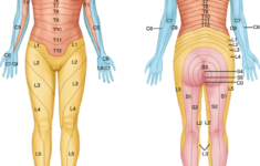 Kuvahaun Tulos Haulle Dermatomes Women Human Anatomy Postures Female