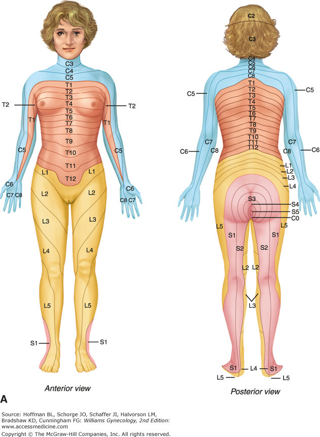 Kuvahaun Tulos Haulle Dermatomes Women Human Anatomy Postures Female