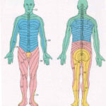 L4 Dermatome Related Keywords L4 Dermatome Long Tail Keywords