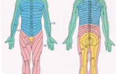L4 Dermatome Related Keywords L4 Dermatome Long Tail Keywords