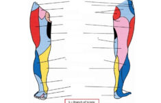 leg dermatomes 1 Leg Dermatomes