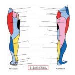 Leg Dermatomes