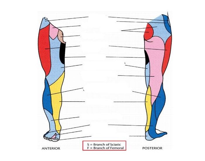 Leg Dermatomes Dermatome Map