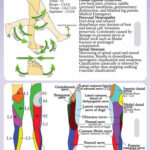 Lower Extremity Dermatomes And Myotomes Google Search Physical