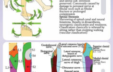 lower extremity dermatomes and myotomes google search physical Lower Extremity Dermatomes And Myotomes Google Search Physical