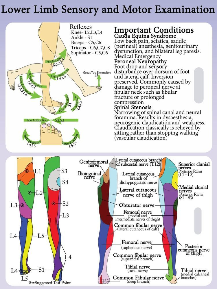 Lower Extremity Dermatomes And Myotomes Google Search Physical 