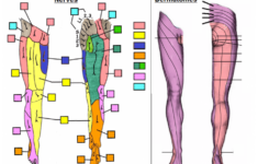Lower Limb Cutaneous Nerves Dermatomes Quiz