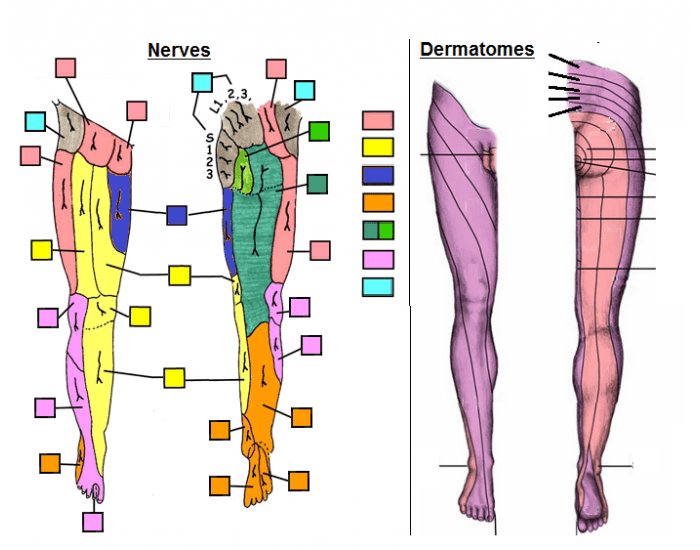 Lower Limb Cutaneous Nerves Dermatomes Quiz
