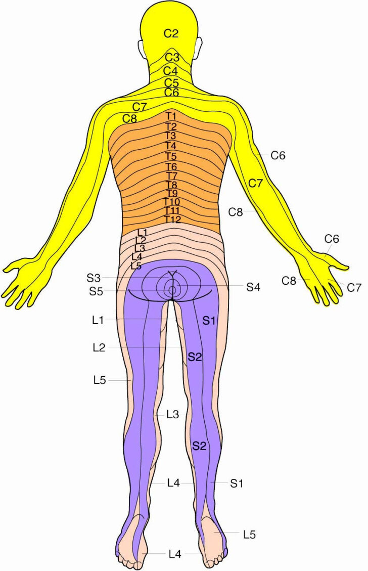 Lumbar Dermatome Map