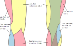 lumbar spine dermatomes bye bye lower back pain 1 Lumbar Spine Dermatomes Bye Bye Lower Back Pain