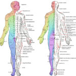 Major Dermatomes And Cutaneous Nerves Anterior And GrepMed