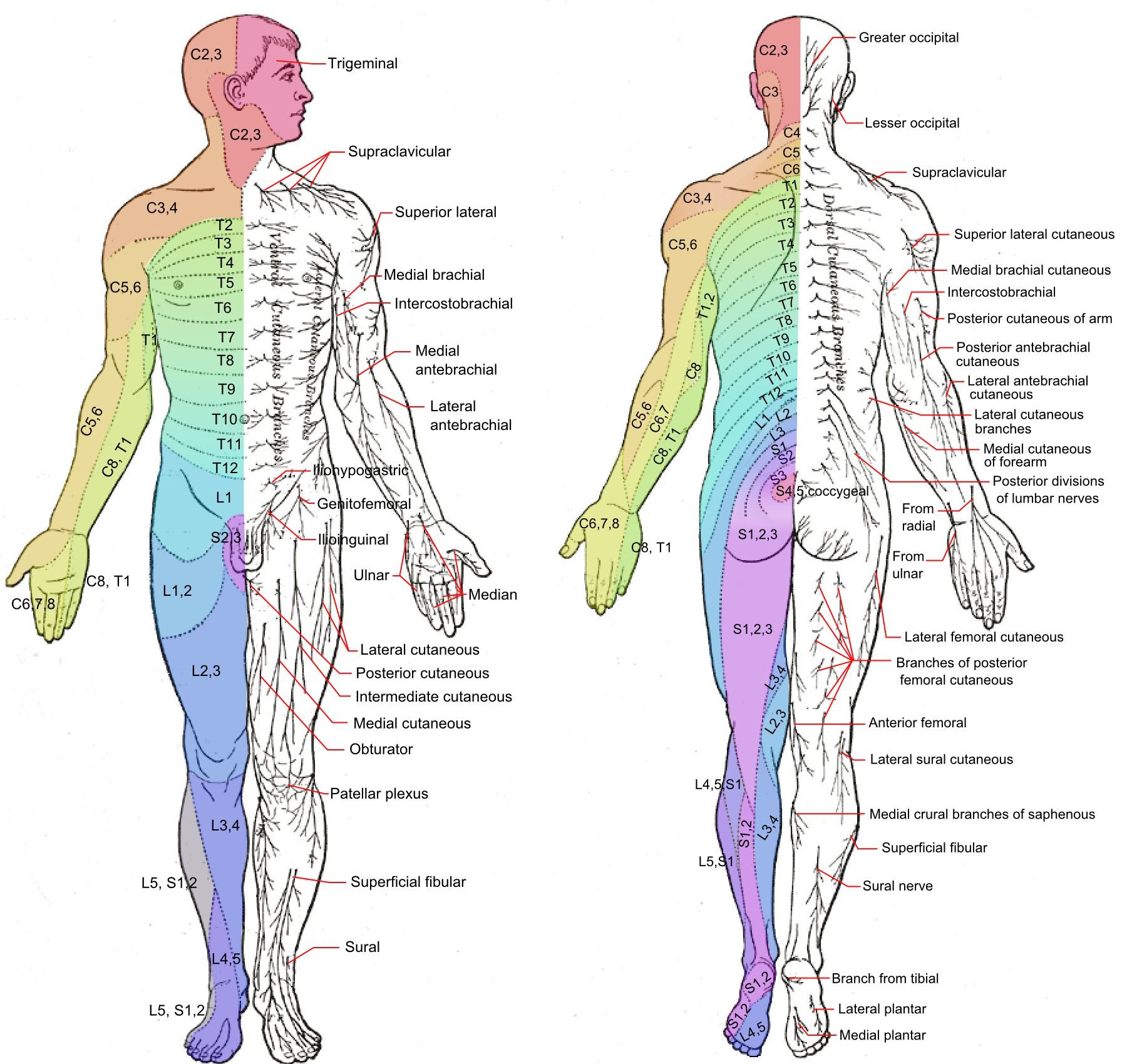 Major Dermatomes And Cutaneous Nerves Anterior And GrepMed