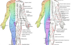 Major Dermatomes And Cutaneous Nerves Anterior And GrepMed
