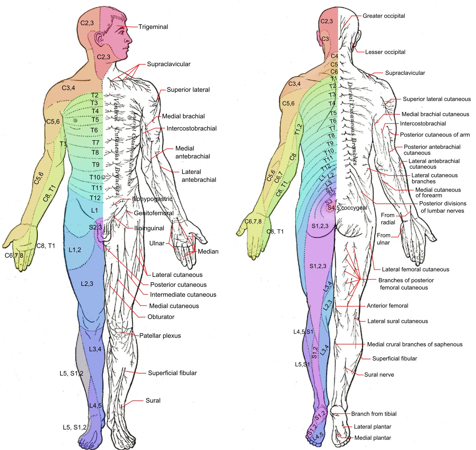 Dermatome Nerve Map Dermatome Map Dermatome Nerve Map Dermatome Map
