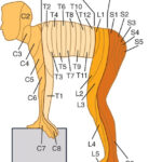 Medicowesome Mnemonics Dermatomal Distribution Easiest Way To Remember