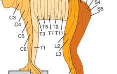 Medicowesome Mnemonics Dermatomal Distribution Easiest Way To Remember