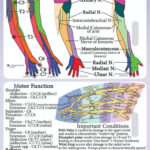 Miotomas Miembro Superior Physical Therapy Assistant Physical