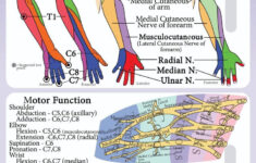 Miotomas Miembro Superior Physical Therapy Student Physical Therapy