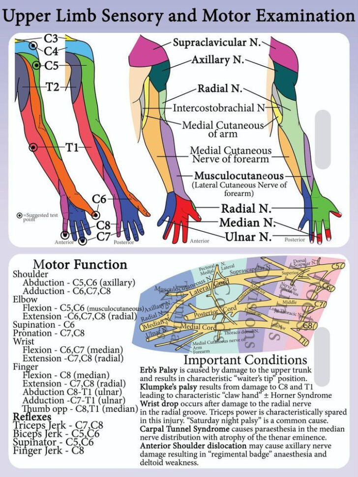Brachial Plexus Dermatome Map